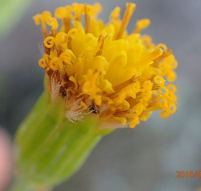 Senecio rhomboideus, photographed by Peter Warren