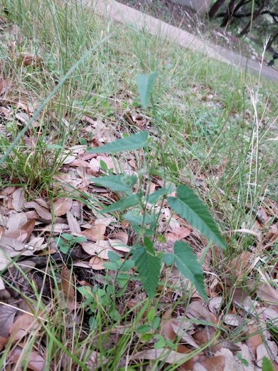 Tragia brevispica, photographed by Alison Northup