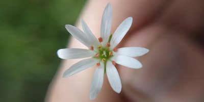 Stellaria palustris, photographed by Yurii Basov