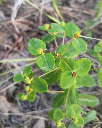 Euphorbia jenisseiensis, photographed by Юлия