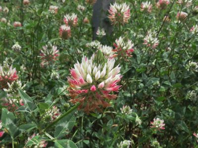 Trifolium vessiculosum, photographed by Emanuele Santarelli
