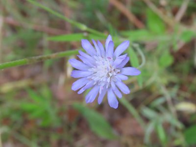 Knautia integrifolia, photographed by Emanuele Santarelli