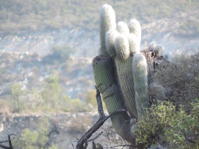 Cephalocereus senilis, photographed by Sandino Guerrero