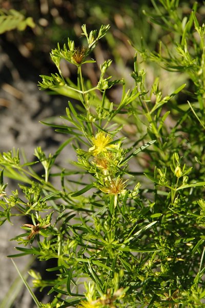 Hypericum densiflorum, photographed by Eric Knight
