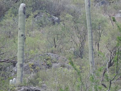 Cephalocereus senilis, photographed by Sandino Guerrero