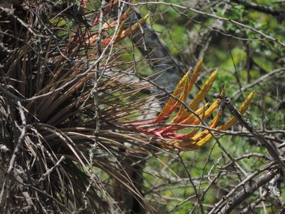 Tillandsia inopinata, photographed by Sandino Guerrero