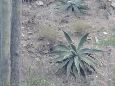 Agave xylonacantha, photographed by Sandino Guerrero