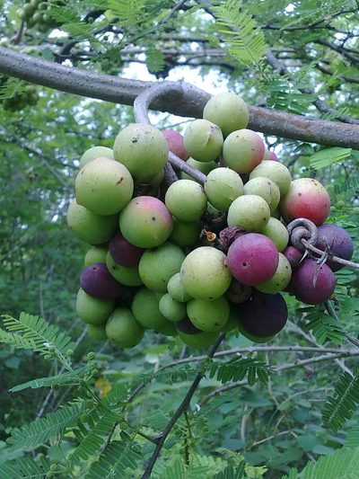 Ampelocissus acapulcensis, photographed by adel-fridus
