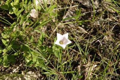 Spigelia alabamensis, photographed by Eric Knight