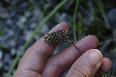 Dalea cahaba, photographed by Eric Knight