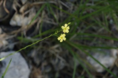 Linum sulcatum, photographed by Eric Knight