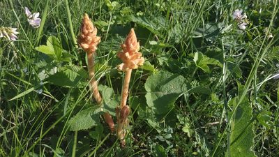Orobanche alba, photographed by Aleksei Baushev
