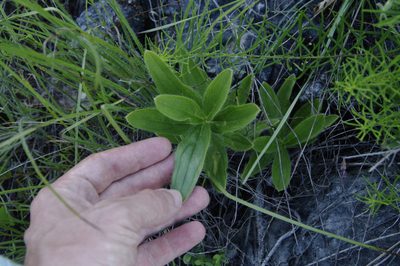 Lithospermum decipiens, photographed by Eric Knight