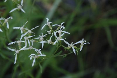 Sericocarpus linifolius, photographed by Eric Knight