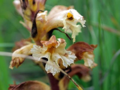 Orobanche lutea, photographed by Wolfgang Jauch
