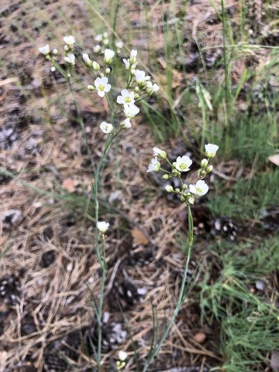Eremogone saxatilis, photographed by Valerii Glazunov