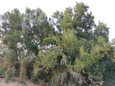Combretum afrum, photographed by Christiaan Viljoen