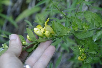 Aureolaria virginica, photographed by Eric Knight