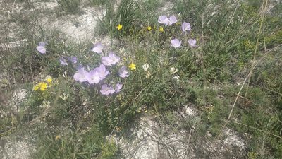 Linum hirsutum, photographed by Aleksei Baushev