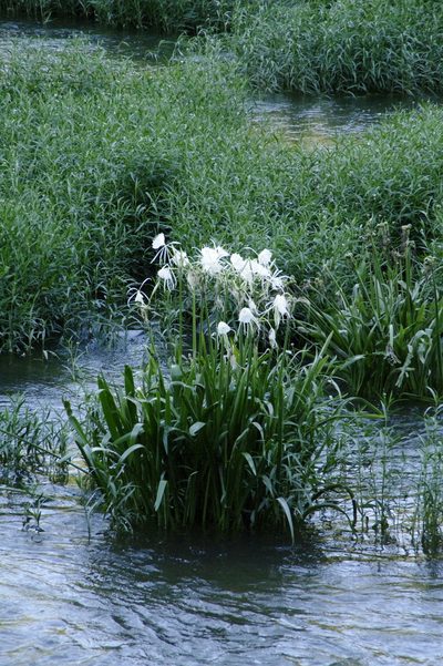 Hymenocallis coronaria, photographed by Eric Knight