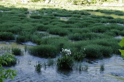 Hymenocallis coronaria, photographed by Eric Knight