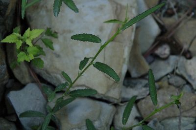Sida elliottii, photographed by Eric Knight