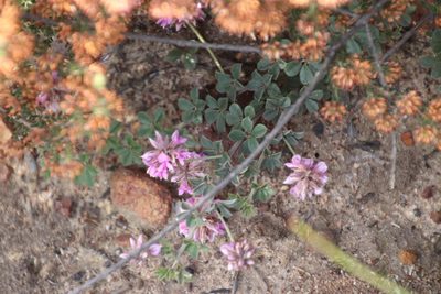 Indigofera mauritanica, photographed by Tony Rebelo
