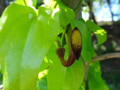 Aristolochia sempervirens, photographed by Thomas Koffel