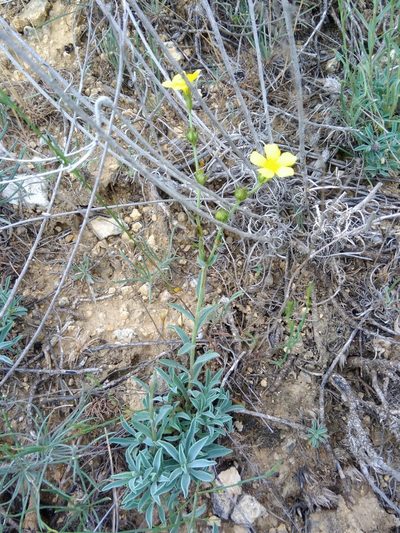Linum czernjajevii, photographed by Valerii Darmostuk