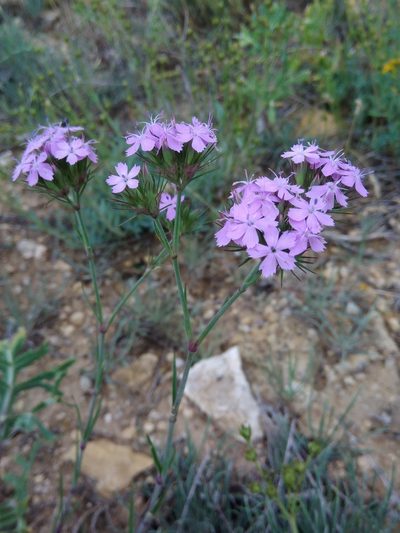 Dianthus pseudarmeria, photographed by Valerii Darmostuk