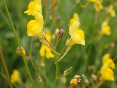 Linaria spartea, photographed by Carminda Santos