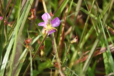 Rhexia cubensis, photographed by Claire Herzog