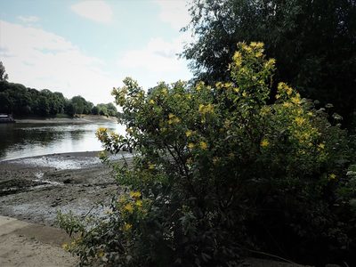 Hypericum hircinum, photographed by Daniel Cahen