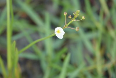 Sagittaria graminea, photographed by Claire Herzog