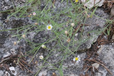 Erigeron modestus, photographed by Brooke Smith