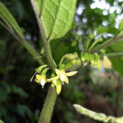 Witheringia solanacea, photographed by Arthur de Jesús Chavarría Pérez