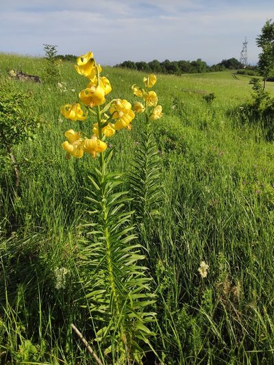 Lilium monadelphum, photographed by Наталья Пикалова
