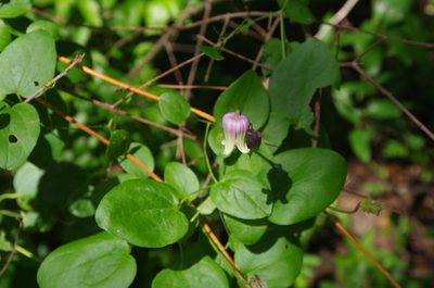 Clematis reticulata, photographed by Eric Knight