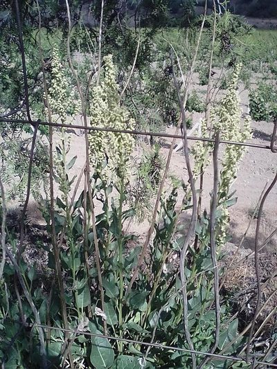 Beta trigyna, photographed by Михаил Орлов