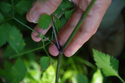 Thaspium chapmanii, photographed by Eric Knight