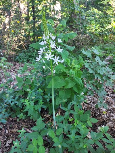 Ornithogalum arcuatum, photographed by Наталья Пикалова
