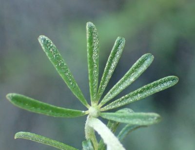 Indigofera pappei, photographed by Nicola van Berkel