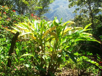 Renealmia alpinia, photographed by Leticia Jiménez Hernández