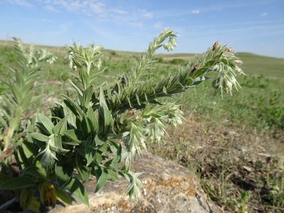 Lithospermum occidentale, photographed by Thomas Koffel