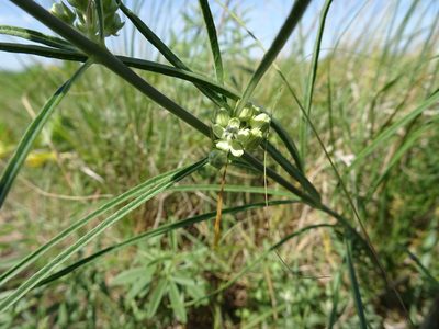 Asclepias stenophylla, photographed by Thomas Koffel