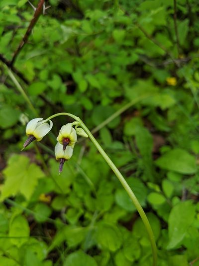 Primula latiloba, photographed by José Garrido