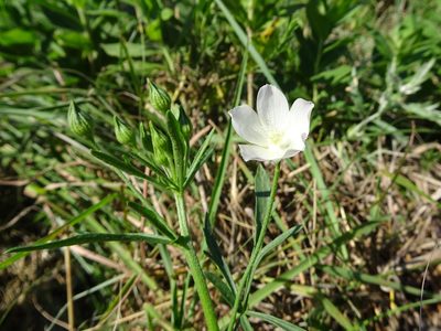 Callirhoe alcaeoides, photographed by Thomas Koffel