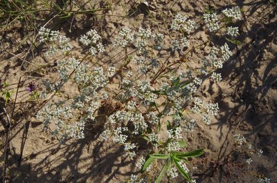 Paronychia drummondii, photographed by Eric Knight