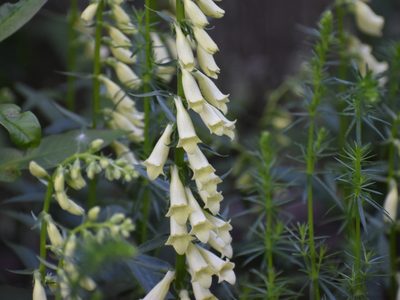 Digitalis lutea, photographed by Tyler Ekholm