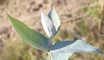 Eucalyptus cinerea, photographed by Nicola van Berkel